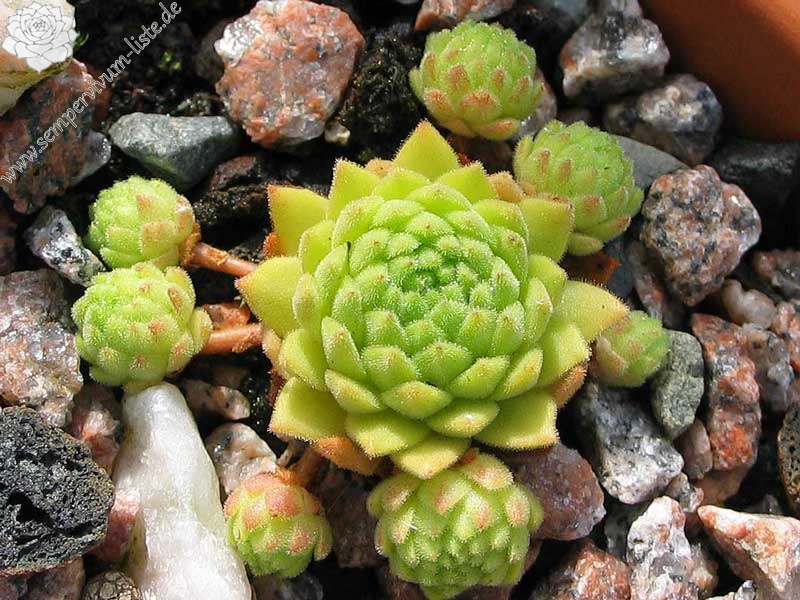 montanum from Mt. Canigou