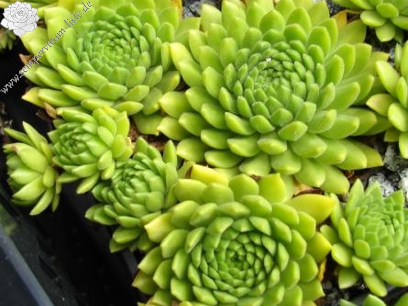 montanum ssp. carparthicum f. neopallidum from Ráztoka