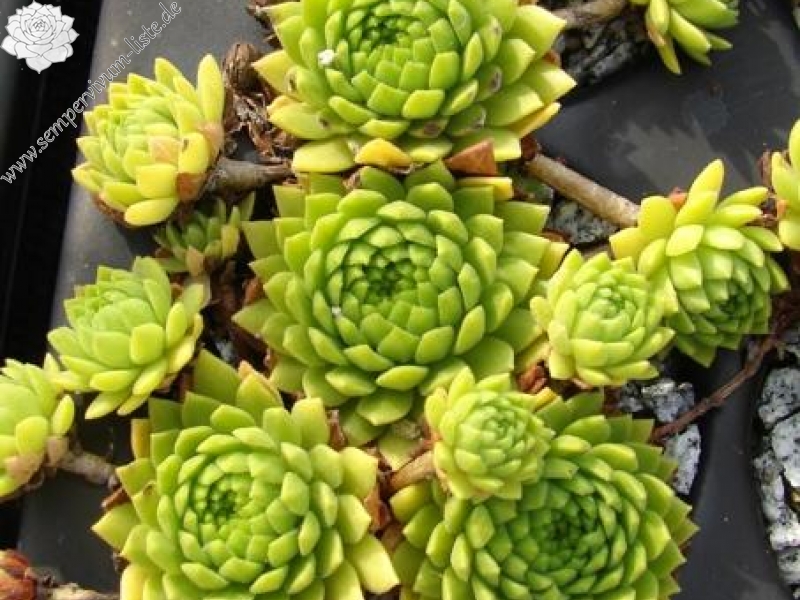 montanum ssp. carparthicum f. neopallidum from Ráztoka