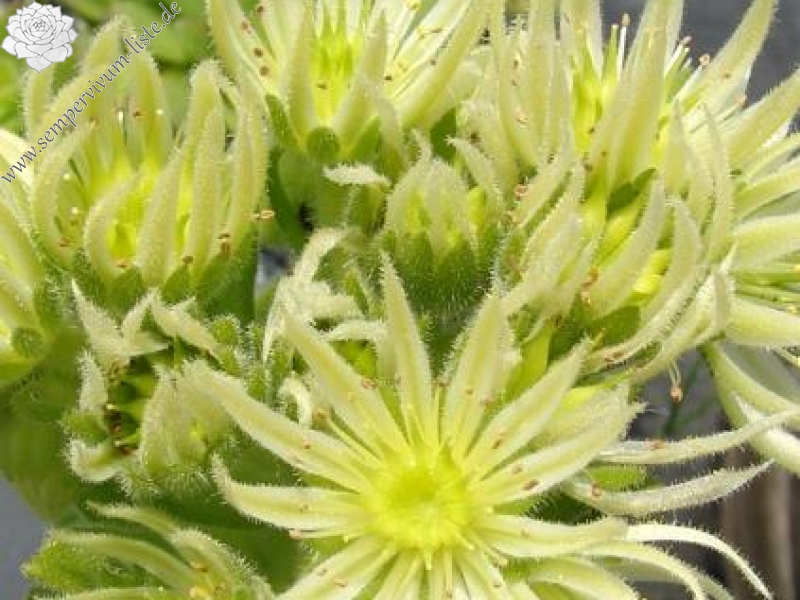 montanum ssp. carparthicum f. neopallidum from Ráztoka