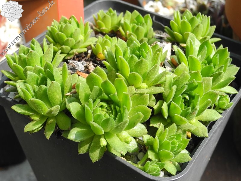 montanum ssp. carparthicum f. neopallidum from Trnác
