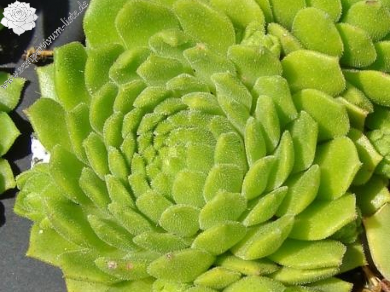 montanum ssp. carparthicum f. neopallidum from Trnác