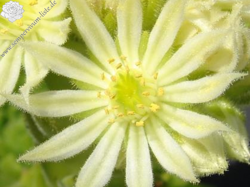 montanum ssp. carparthicum f. neopallidum from Trnác