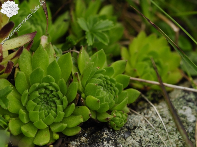 montanum ssp. carpathicum from Baníkovské sedlo