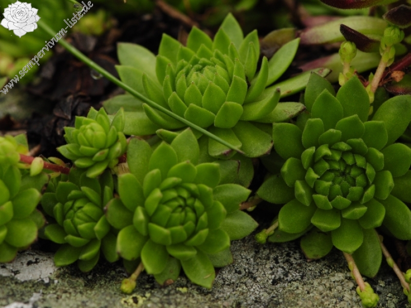 montanum ssp. carpathicum from Baníkovské sedlo