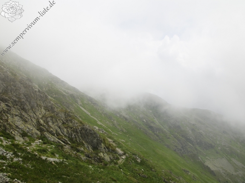 montanum ssp. carpathicum from Baníkovské sedlo