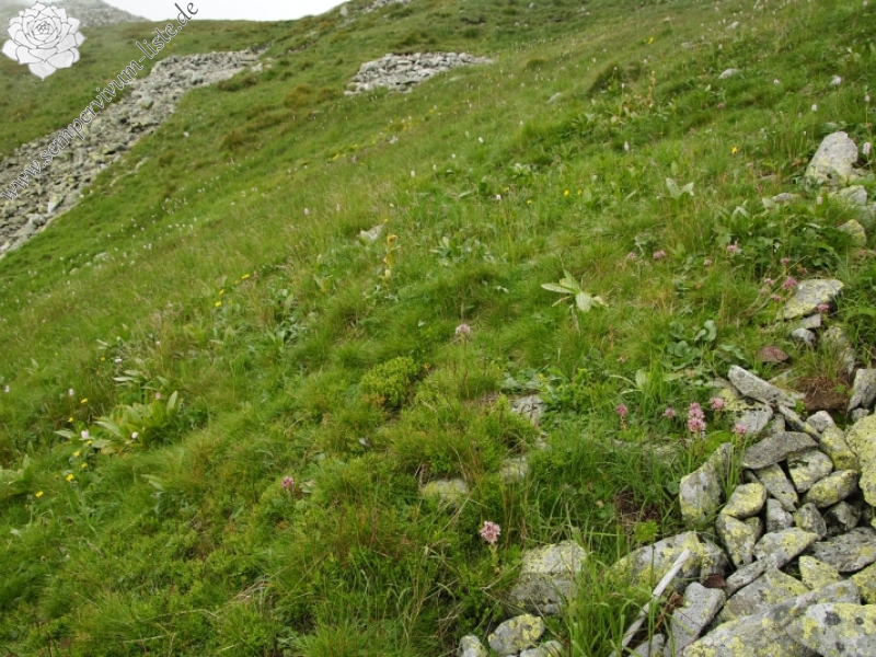montanum ssp. carpathicum from Baníkovské sedlo