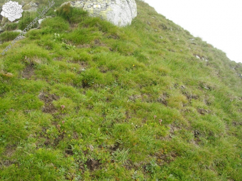 montanum ssp. carpathicum from Bystrá - SO Abhang