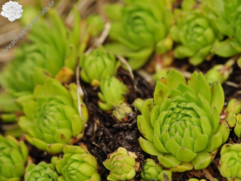 montanum ssp. carpathicum from Bystré sedlo