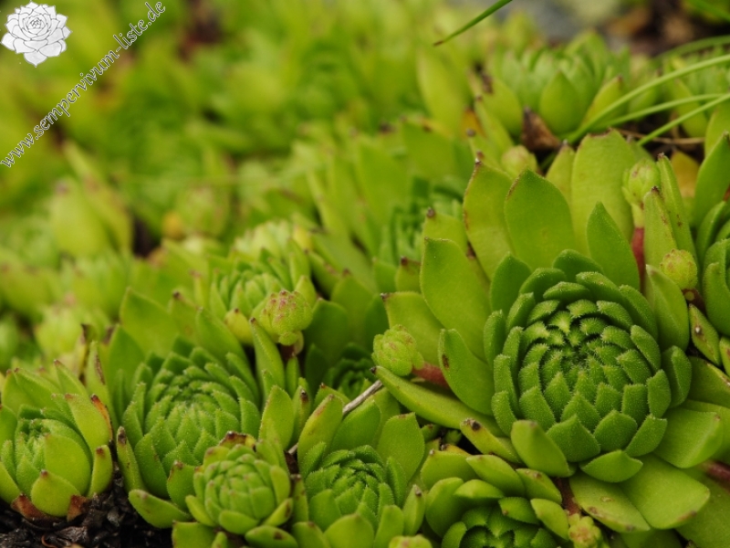 montanum ssp. carpathicum from Bystré sedlo