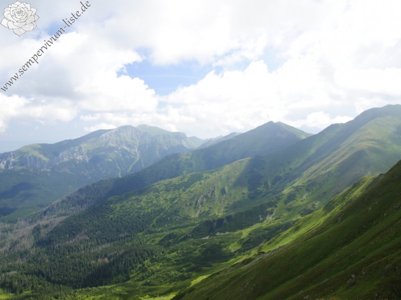 montanum ssp. carpathicum from Bystré sedlo