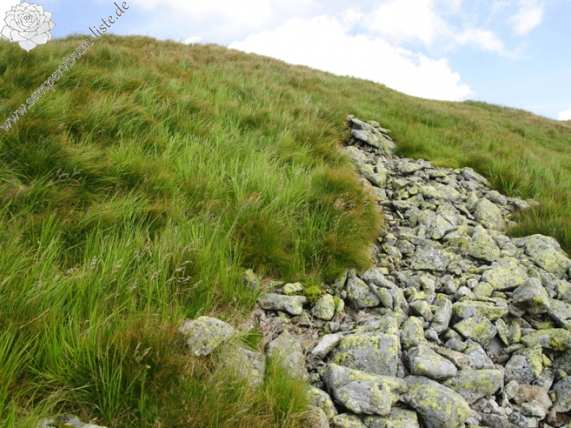 montanum ssp. carpathicum from Bystré sedlo