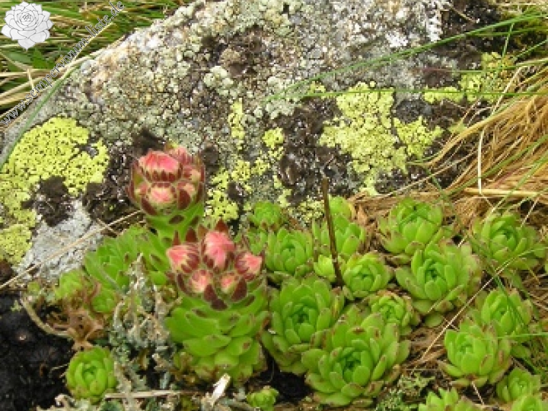montanum ssp. carpathicum from Ďumbier