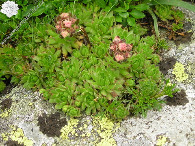 montanum ssp. carpathicum from Ďumbier