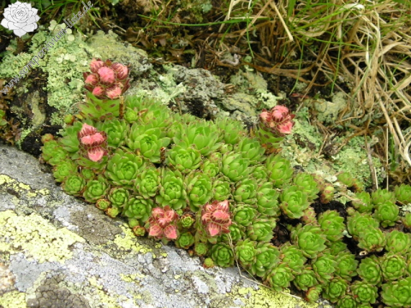 montanum ssp. carpathicum from Ďumbier
