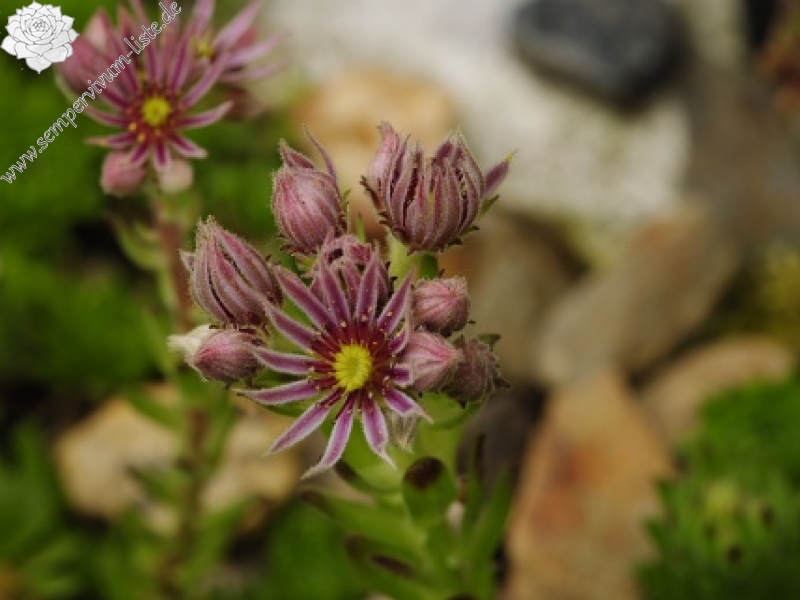 montanum ssp. carpathicum from Ďumbier