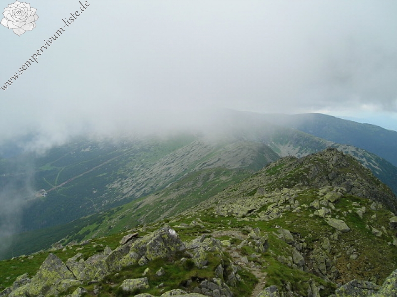 montanum ssp. carpathicum from Ďumbier