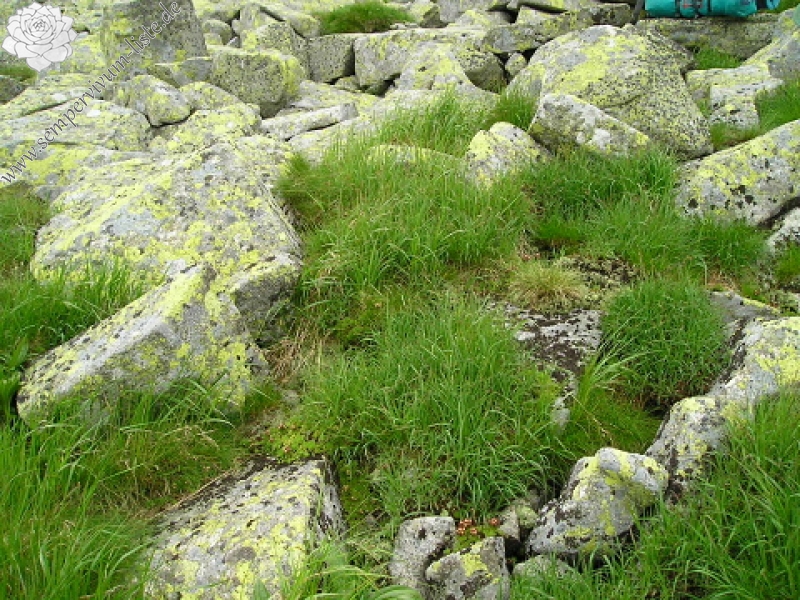 montanum ssp. carpathicum from Ďumbier