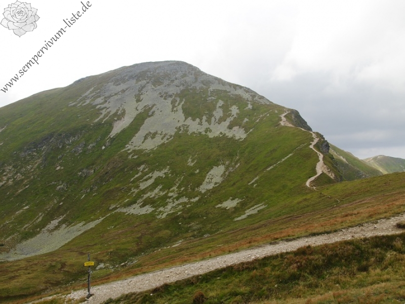 montanum ssp. carpathicum from Gáborovo sedlo