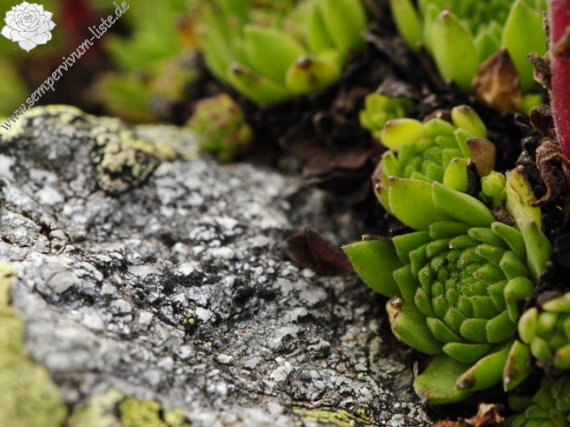 montanum ssp. carpathicum from Hrubý vrch, SO