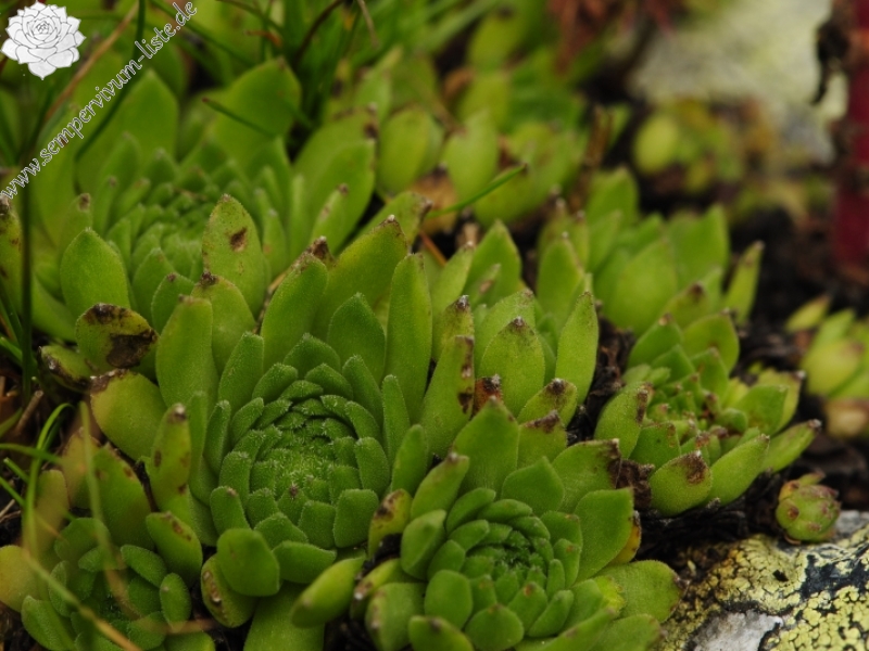 montanum ssp. carpathicum from Hrubý vrch, SO