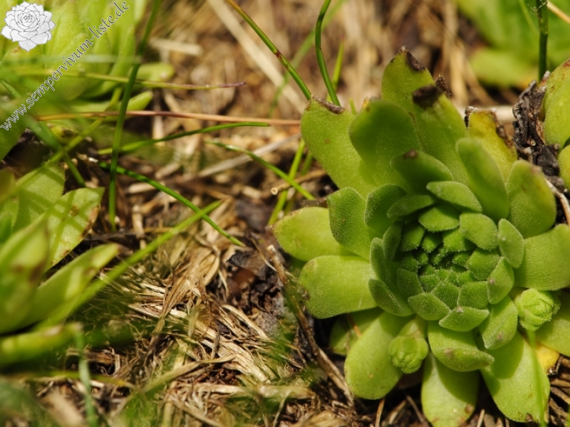 montanum ssp. carpathicum from Hrubý vrch, SO