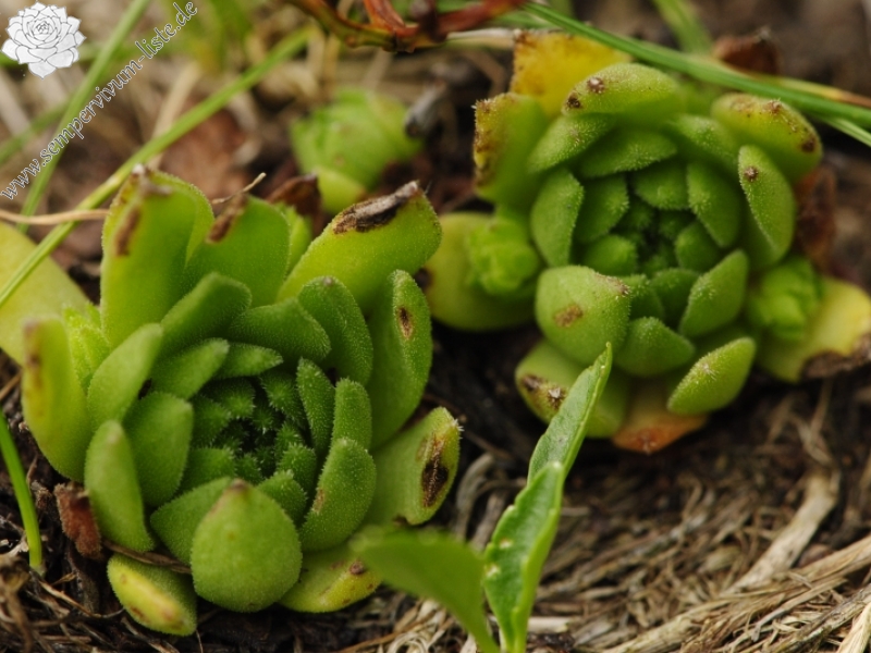 montanum ssp. carpathicum from Hrubý vrch, SO