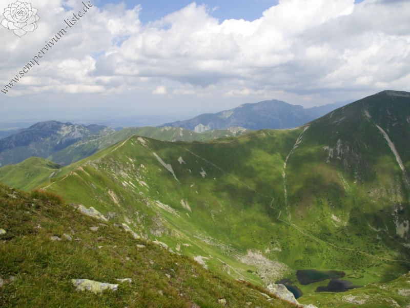 montanum ssp. carpathicum from Hrubý vrch, SO