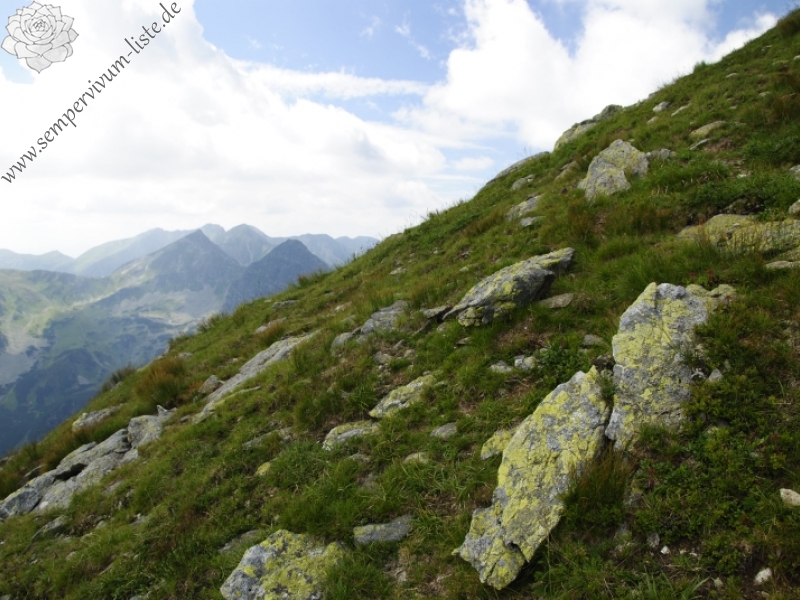 montanum ssp. carpathicum from Hrubý vrch, SO