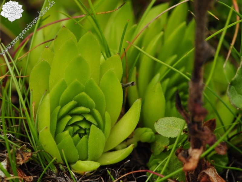 montanum ssp. carpathicum from Jalovská kopa, Abhang