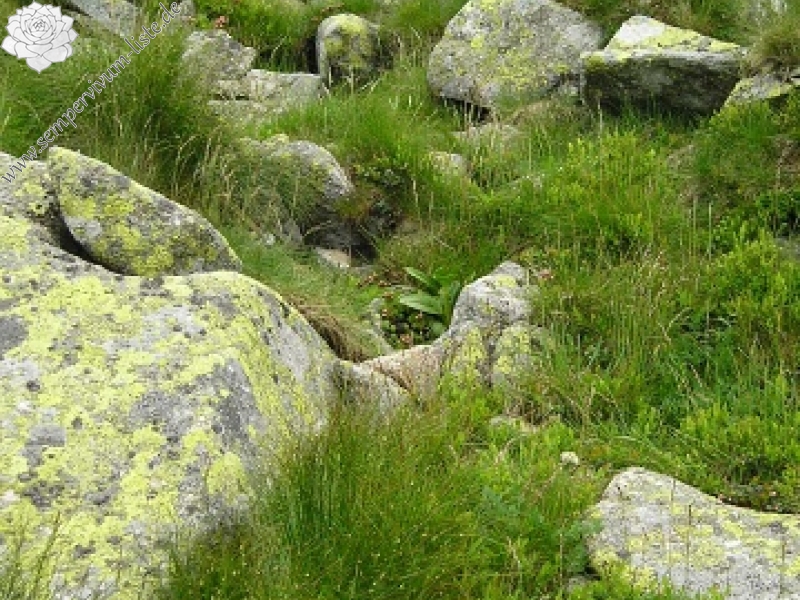 montanum ssp. carpathicum from Konské