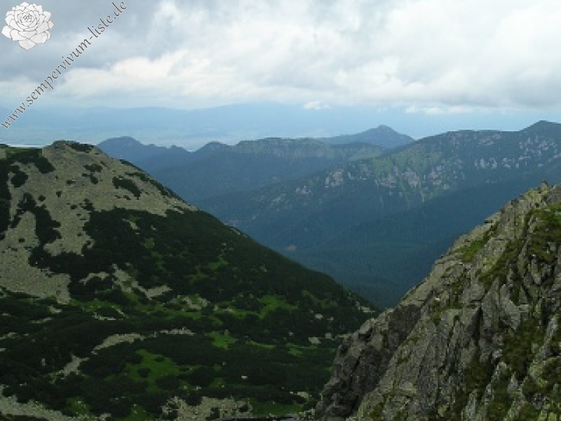 montanum ssp. carpathicum from Konské