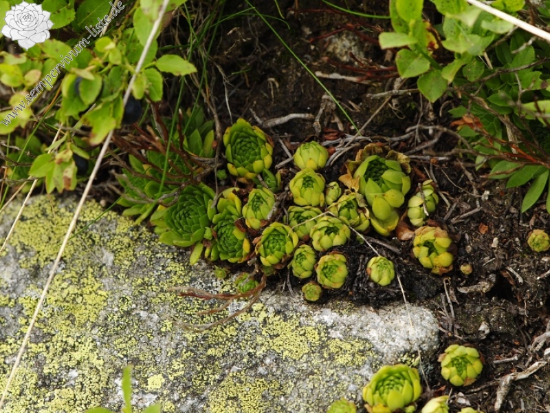 montanum ssp. carpathicum from Krzyzne, Abhang
