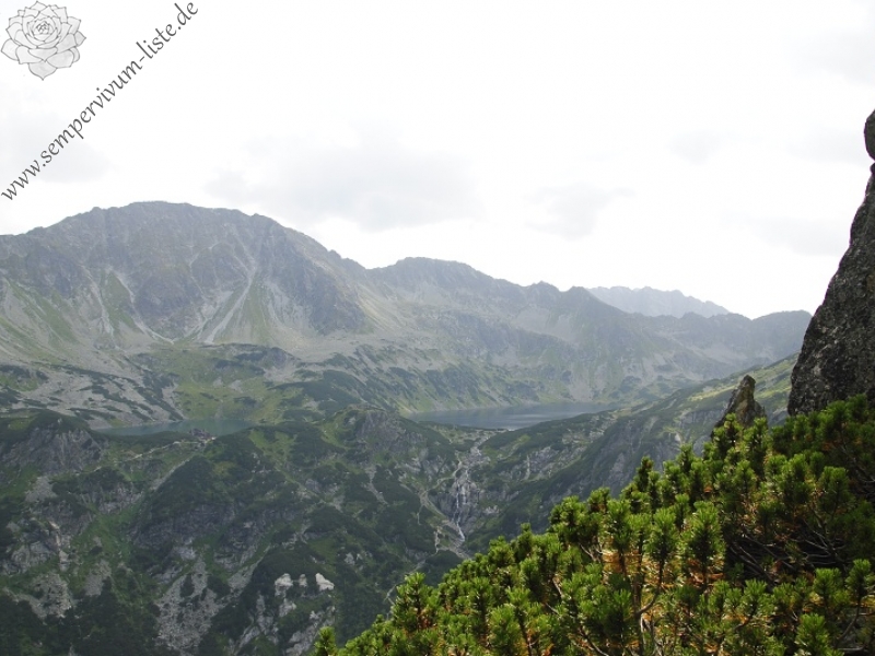 montanum ssp. carpathicum from Krzyzne, Abhang