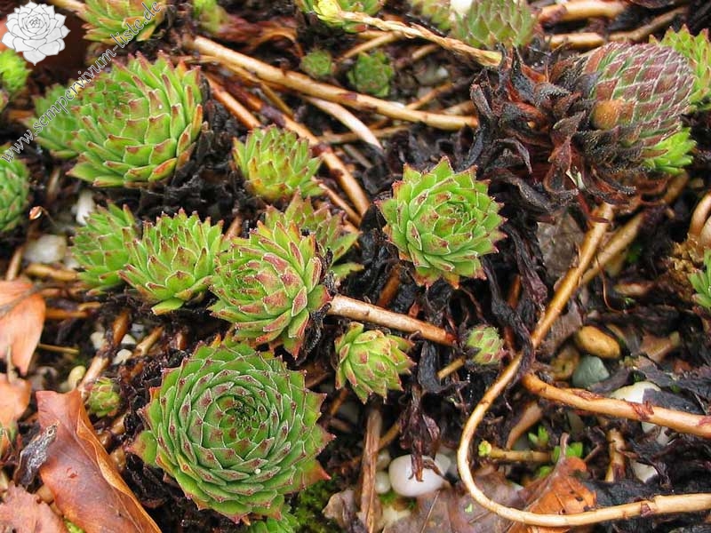 montanum ssp. carpathicum from Lomnicke Sedlo