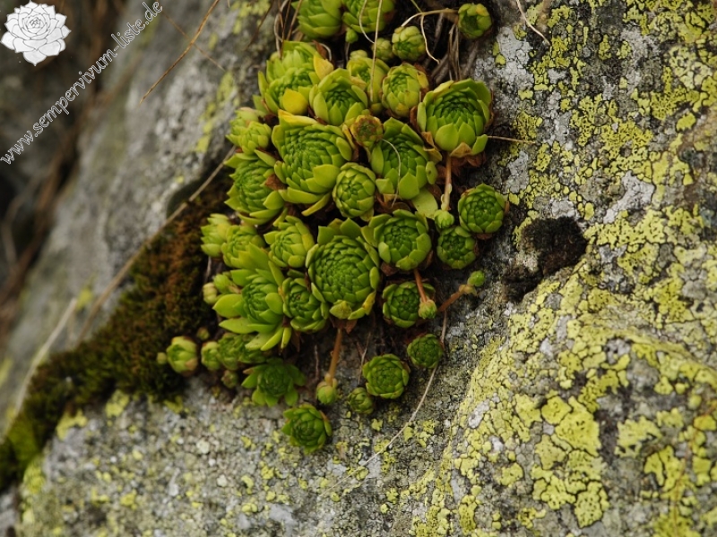 montanum ssp. carpathicum from Miedziane
