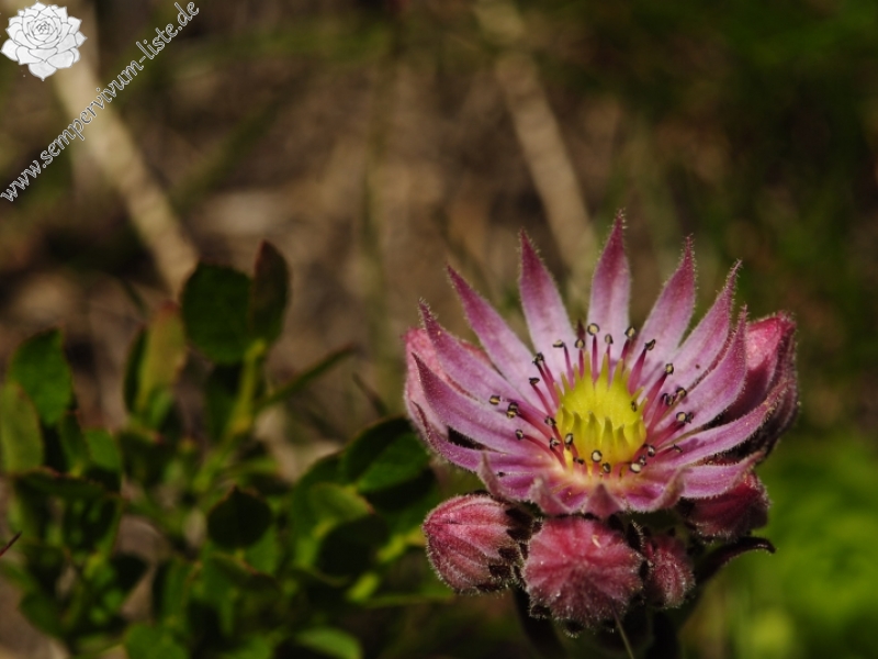montanum ssp. carpathicum from Ostrý Roháč, unter dem Gipfel
