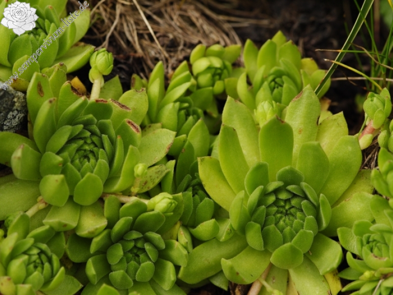 montanum ssp. carpathicum from Príslop, unter dem Gipfel