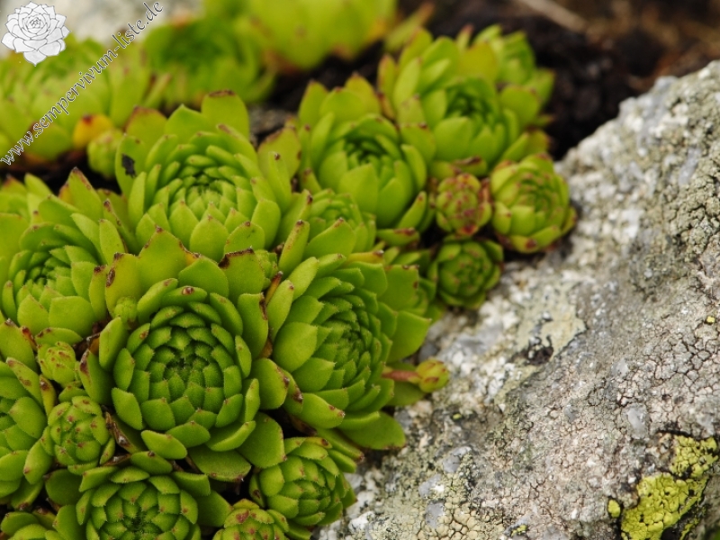 montanum ssp. carpathicum from Príslop, unter dem Gipfel