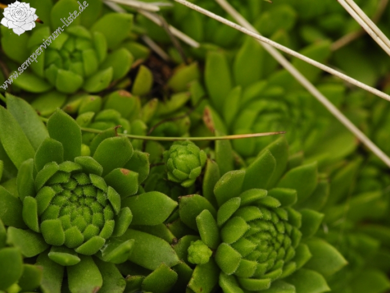 montanum ssp. carpathicum from Salatín, SO Abhang