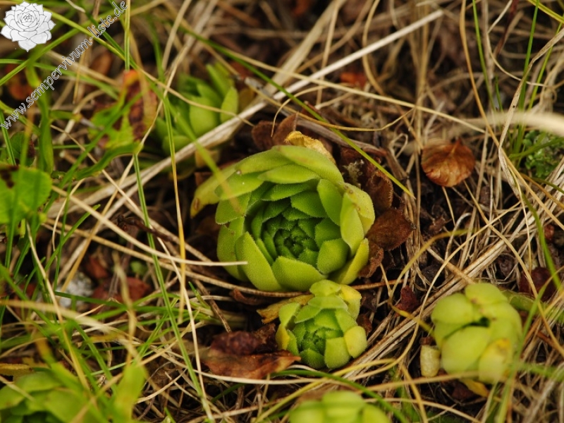 montanum ssp. carpathicum from Sattel Zawrat, unterhalb