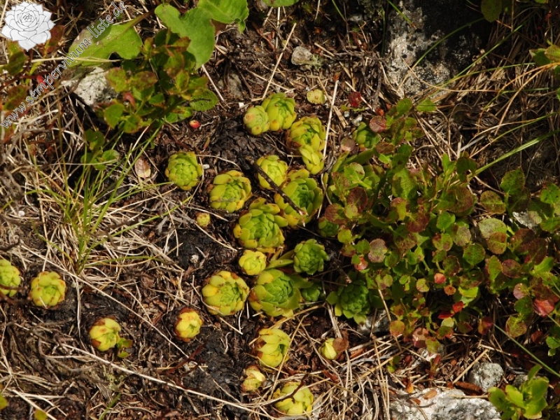 montanum ssp. carpathicum from Svinické sedlo