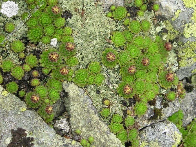 montanum ssp. carpathicum from Veľká hoľa