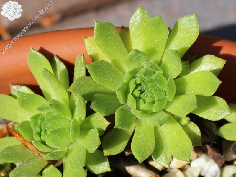 montanum ssp. carpathicum from Velické pleso