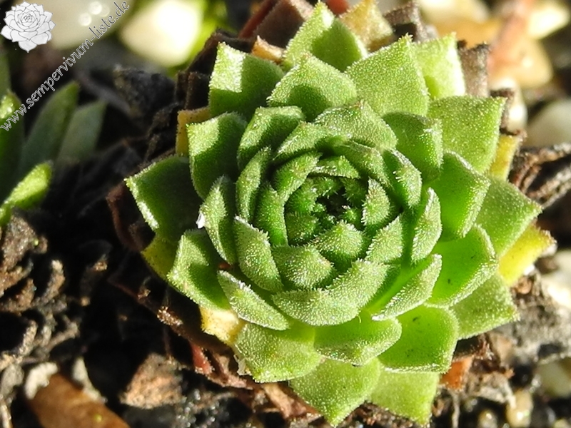 montanum ssp. carpathicum from Velické pleso