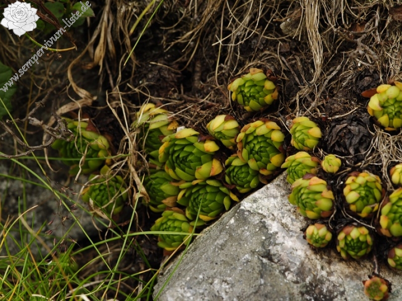 montanum ssp. carpathicum from Wielka Buczynowa, Abhang