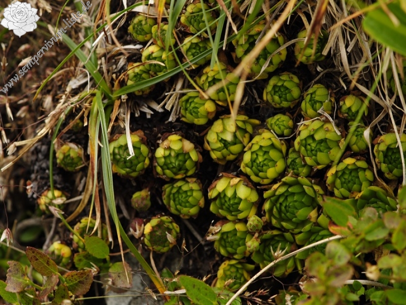 montanum ssp. carpathicum from Wielka Buczynowa, Abhang