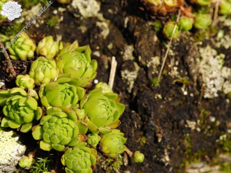 montanum ssp. carpathicum from Žiarské sedlo