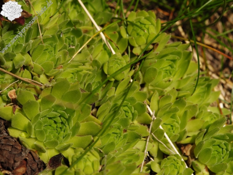 montanum ssp. carpathicum from Žiarské sedlo