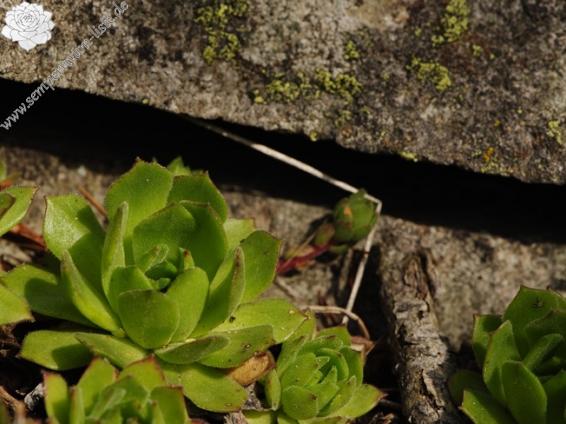 montanum ssp. heterophyllum from Jaseňová skala